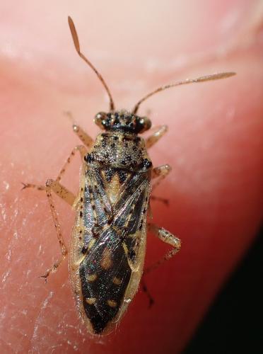 Brachycarenus tigrinus